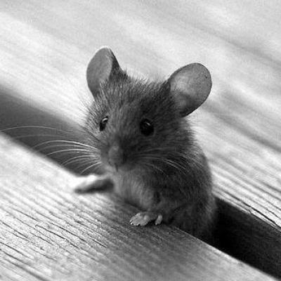 Petite souris
