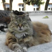 Les chats rois en Turquie