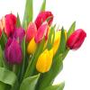 bouquet-tulipes.jpg