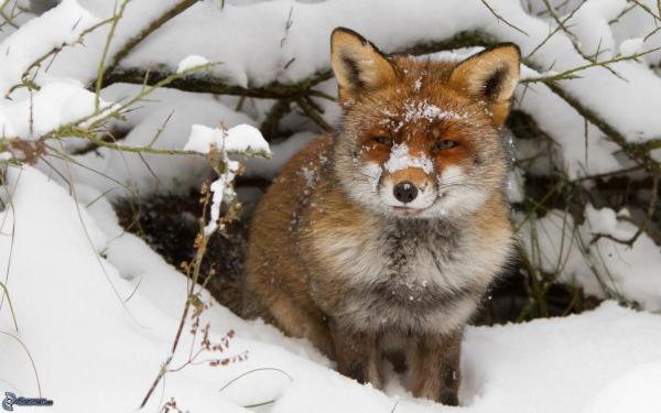 renard-neige.jpg